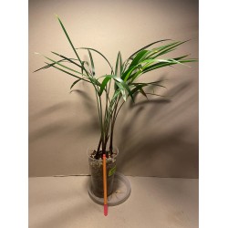 Chrysalidocarpus decaryi. Palmid. Taimepood.