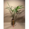 Chrysalidocarpus decaryi. Palmid. Taimepood.