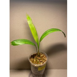 Licuala grandis. Palmid. Taimepood.