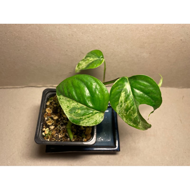 Epipremnum pinnatum 'Marble King'. Toataimed. Taimepood.