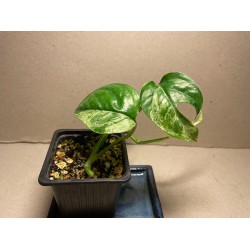 Epipremnum pinnatum 'Marble King'. Toataimed. Taimepood.