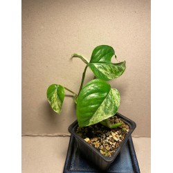 Epipremnum pinnatum 'Marble King'. Toataimed. Taimepood.