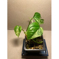 Epipremnum pinnatum 'Marble King'. Toataimed. Taimepood.