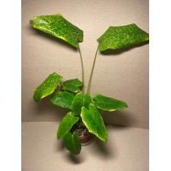 Goeppertia kegeljanii. Tiigerlehikud. Taimepood.