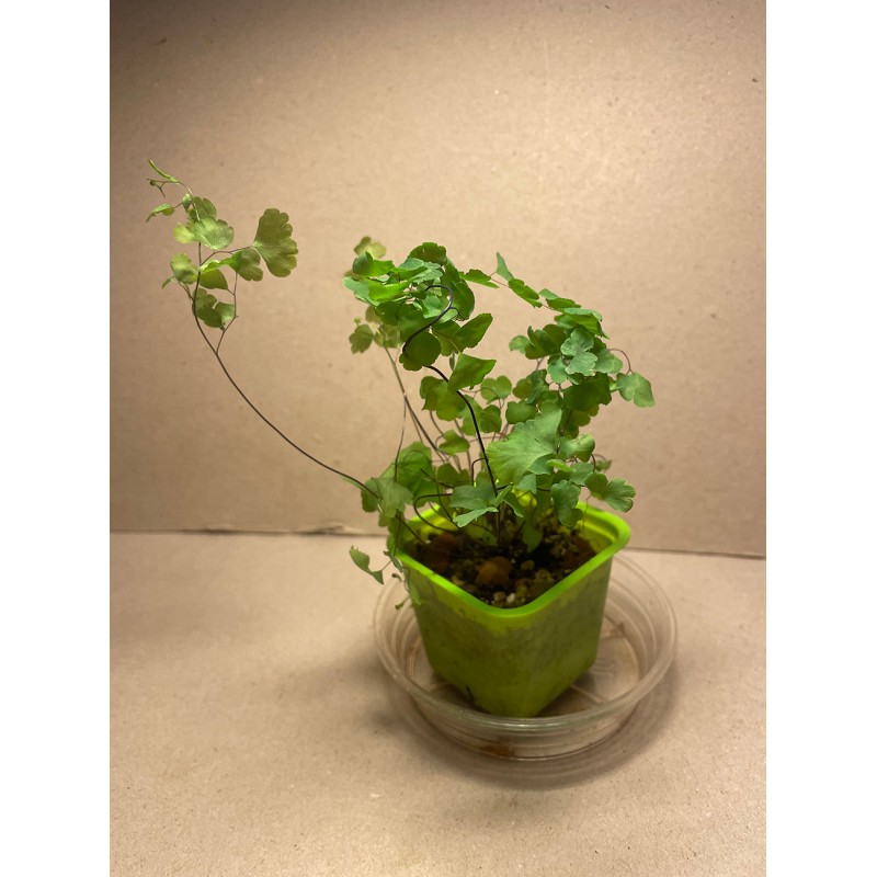 Taimepood. Sonajalad - Adiantum raddianum