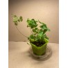 Taimepood. Sonajalad - Adiantum raddianum