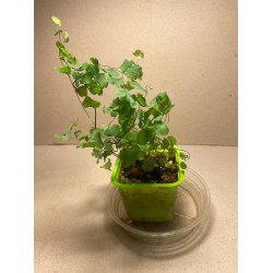 Taimepood. Sonajalad - Adiantum raddianum