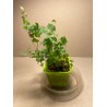 Taimepood. Sonajalad - Adiantum raddianum