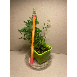Taimepood. Sonajalad - Adiantum raddianum