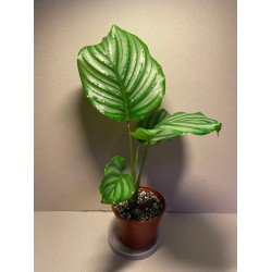 Goeppertia obrifolia. Toataimed. Taimepood.