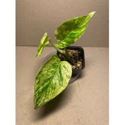 Taimepood. Epipremnum aureum 'Marble Queen'