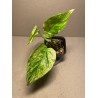 Taimepood. Epipremnum aureum 'Marble Queen'