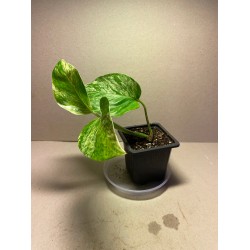 Taimepood. Epipremnum aureum 'Marble Queen'