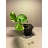 Taimepood. Epipremnum aureum 'Marble Queen'