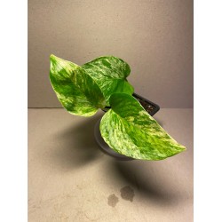 Taimepood. Epipremnum aureum 'Marble Queen'