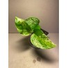 Taimepood. Epipremnum aureum 'Marble Queen'
