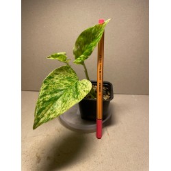 Taimepood. Epipremnum aureum 'Marble Queen'