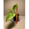 Taimepood. Epipremnum aureum 'Marble Queen'