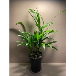 Chrysalidocarpus lutescens. Palmid. Taimepood.