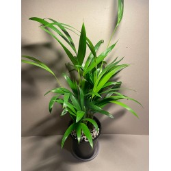 Chrysalidocarpus lutescens. Palmid. Taimepood.