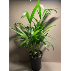 Chrysalidocarpus lutescens. Palmid. Taimepood.