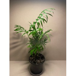 Chamaedorea elegans. Palmid. Taimepood.