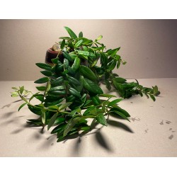 Aeschynanthus radicans. Taimepood.