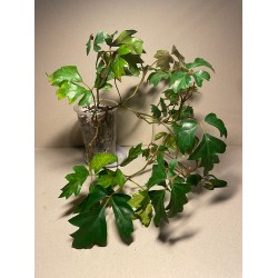 Taimepood. Teised - Cissus alata