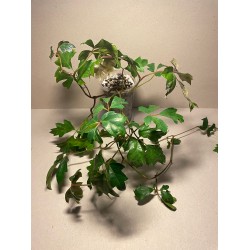 Taimepood. Teised - Cissus alata