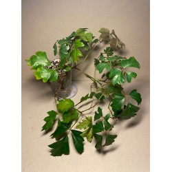 Taimepood. Teised - Cissus alata