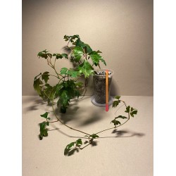 Taimepood. Teised - Cissus alata