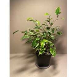 Ficus benjamina variegata. Toataimed. Summer&Palms Taimepood.