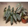 Begonia maculata 'Double Dot'