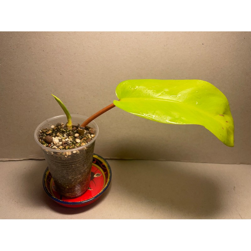 Philodendron 'Malay Gold'