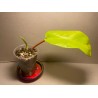 Philodendron 'Malay Gold'