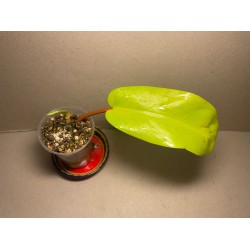 Philodendron 'Malay Gold'