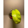 Philodendron 'Malay Gold'