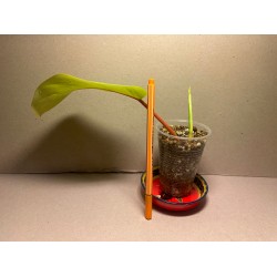 Philodendron 'Malay Gold'