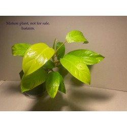 Philodendron 'Malay Gold'