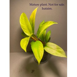 Philodendron 'Malay Gold'