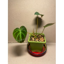 Philodendron verrucosum 'Incensi'