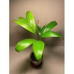 Archontophoenix alexandrae. Palmid. Taimepood.