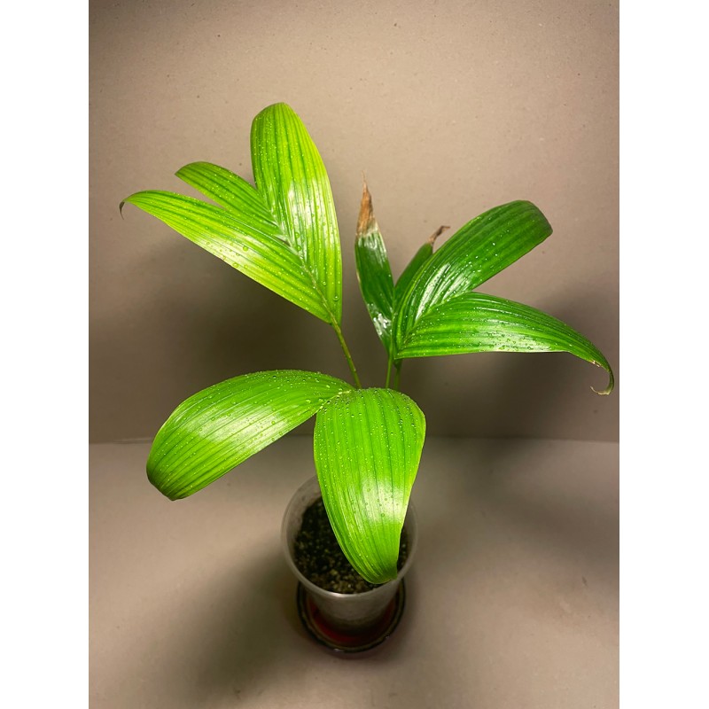 Archontophoenix alexandrae. Palmid. Taimepood.