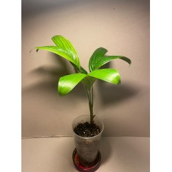 Archontophoenix alexandrae. Palmid. Taimepood.