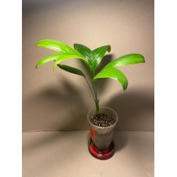 Archontophoenix alexandrae. Palmid. Taimepood.