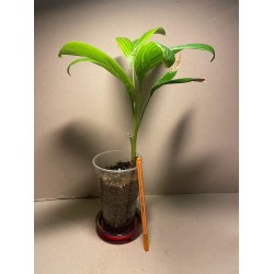 Archontophoenix alexandrae. Palmid. Taimepood.