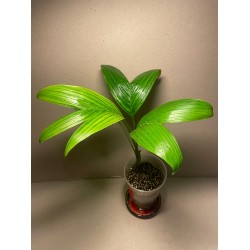 Archontophoenix alexandrae. Palmid. Taimepood.