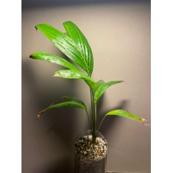 Archontophoenix alexandrae (pildilolev)