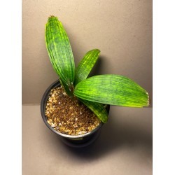 Licuala mattanensis var. paucisecta 'Mapu' (EXACT plant)