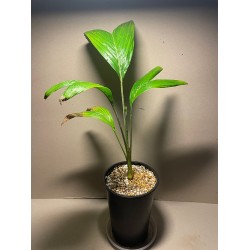 Archontophoenix alexandrae M, EXACT plant